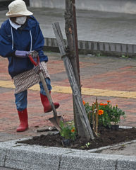 頑張って植えましょう