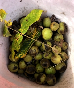 クルミ拾いました