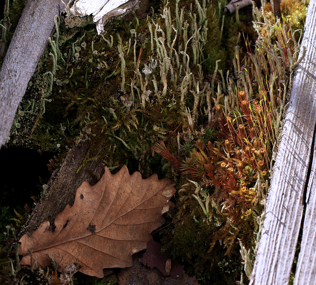 春の朝陽に意気揚揚