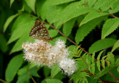 ウラギンヒョウモン