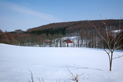 木立の向こうは酪農家