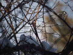 かろうじて　枠内