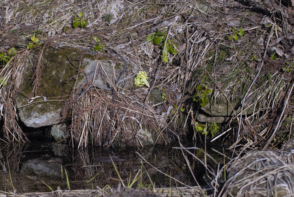 ふきのとう　１