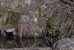 ふきのとう　１