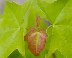 幼葉は赤い