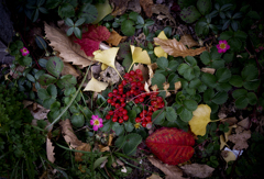 秋の吹き溜まり