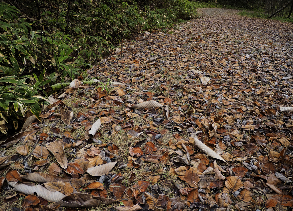 落ち葉の道