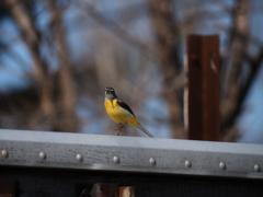 カメラめせんでハイポーズ
