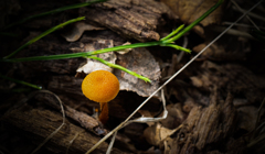 私一円玉より小さいよ