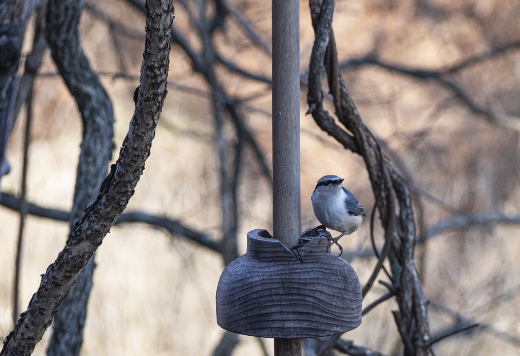 野鳥が訪れる季節