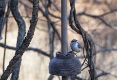野鳥が訪れる季節