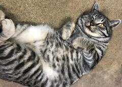 今日は猫の日