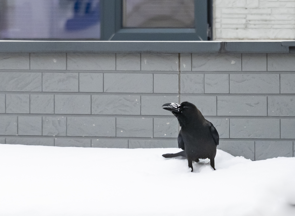 嫌われもの　でも
