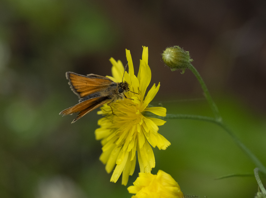 カラフトセセリ