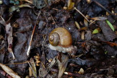 カタツムリはでんでんむし