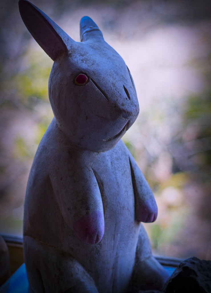 今日は夏日 桜はこれからよ！