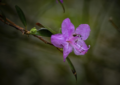 エゾムラサキツツジ