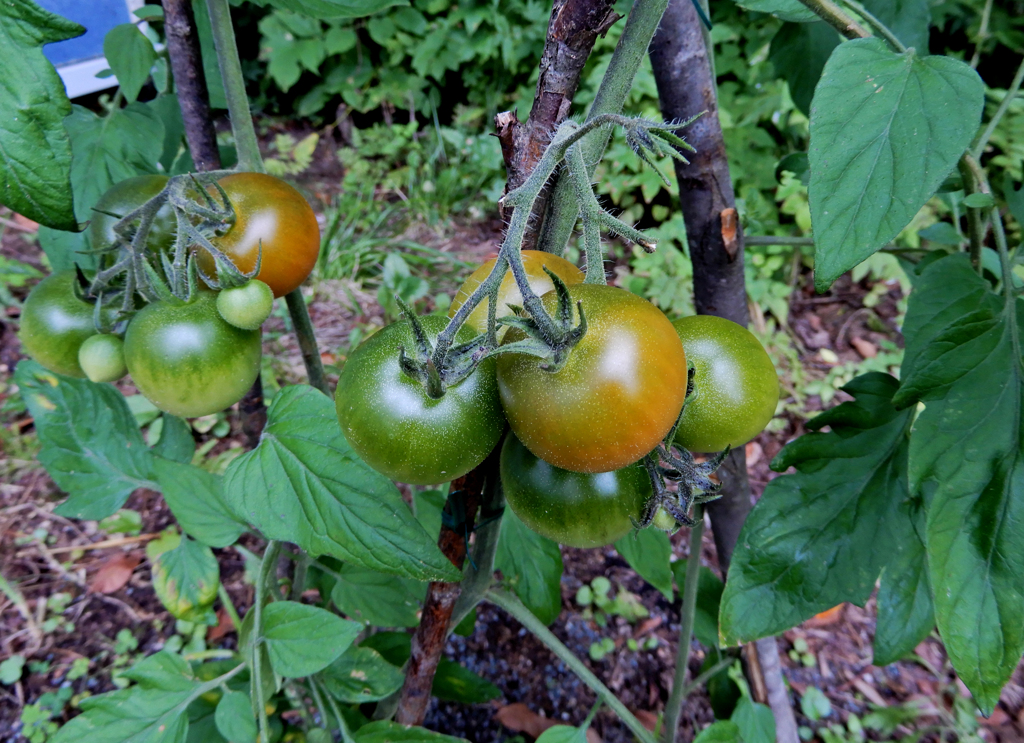 お～またまた　赤く