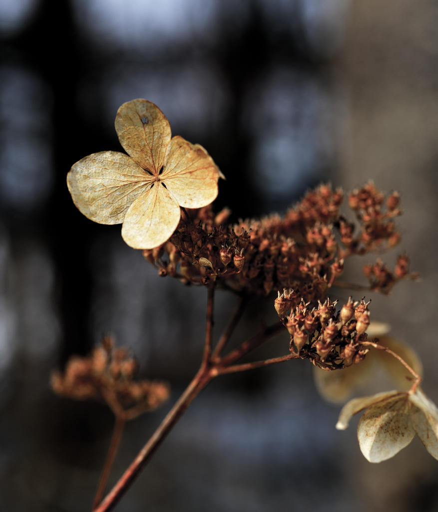 ドライな山アジサイ