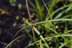 ヨツボシトンボ　1