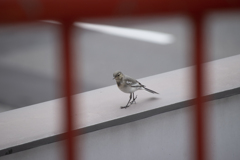 テクテク　セキレイ君