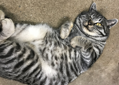 ニャンニャン猫の日