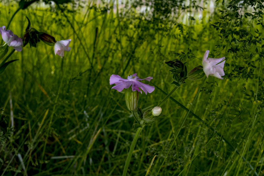 マツヨイセンノウ