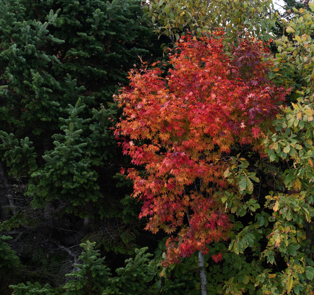 午後の高原牧場 2