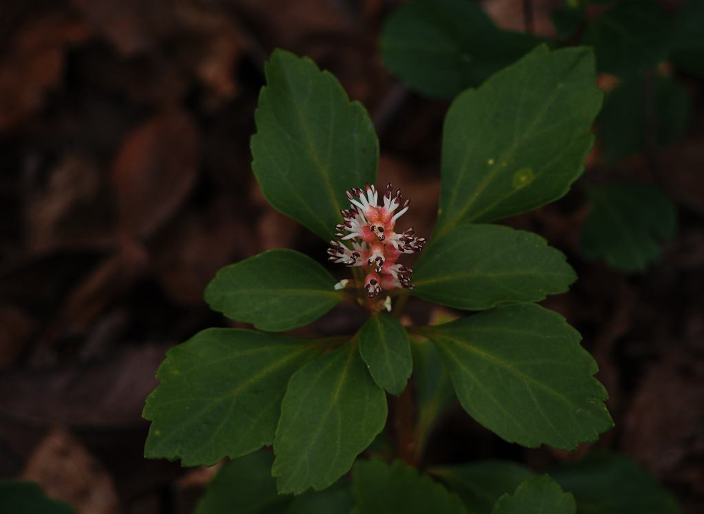 日陰を好む富貴草(フッキソウ)