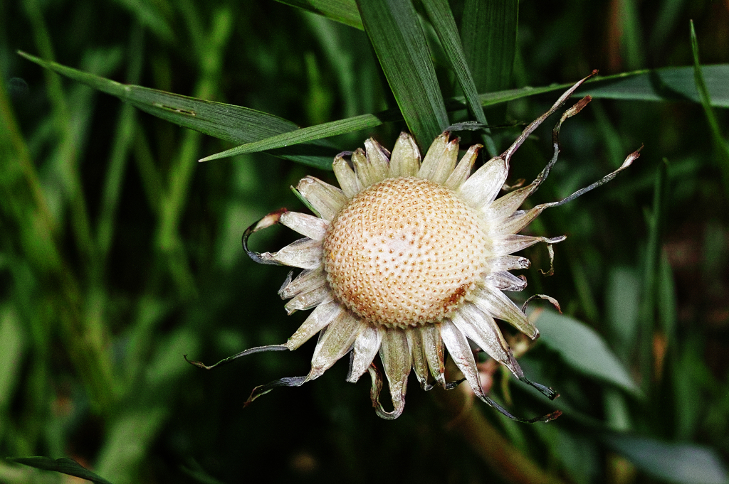 ボーズたんぽぽ