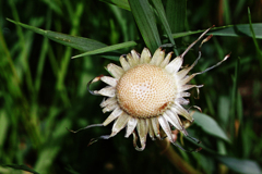 ボーズたんぽぽ