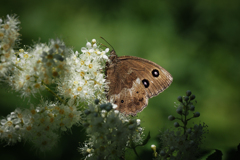 夏日 蝶いきいき