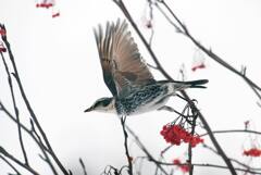 ツグミ3 ツグミ3