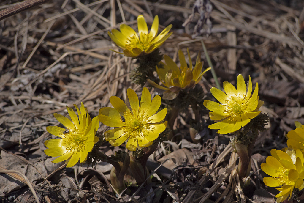 北の田舎にやっと春