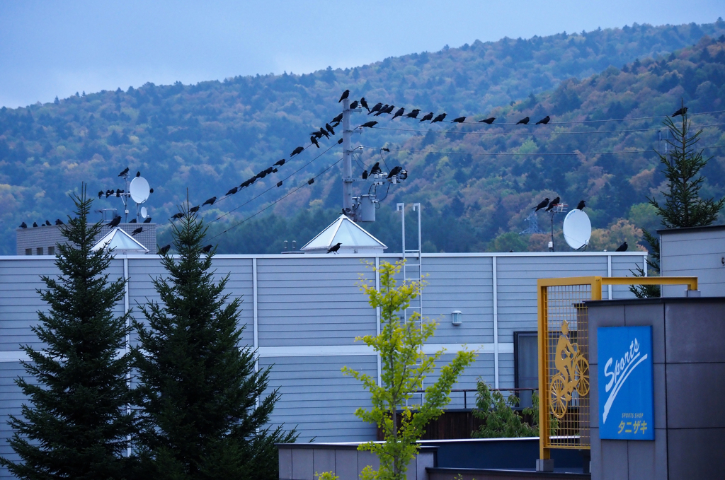 土曜日のカラスたち