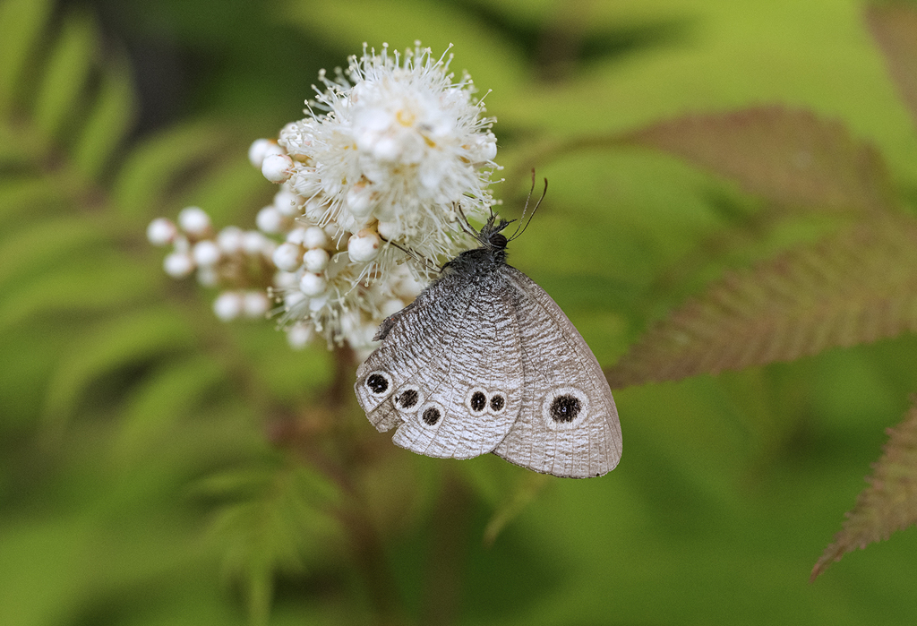 ヒメウラナミジャノメ