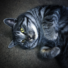 水産会社のねこ