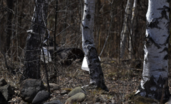 春の楽しみ樹液取り