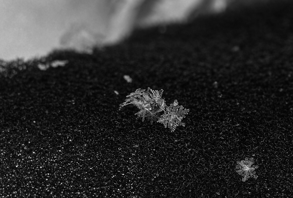 春雪の結晶