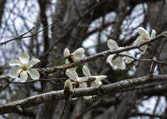 白く大きくいっぱい