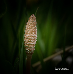 horsetail