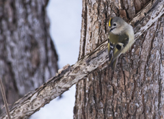 黄色の冠とパッチリまなこ、めんこい！！A