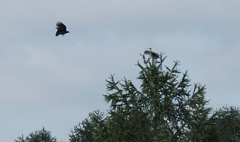 カラスとアオサギの戦い