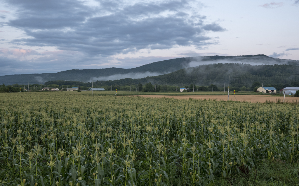 夕暮れのトウモロコシ