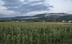 夕暮れのトウモロコシ