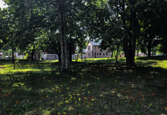 コウリンタンポポと子供たち