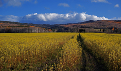 カラ松燃ゆるころ