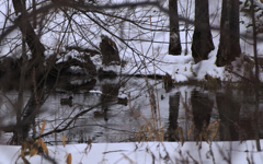 山の池にひっそり