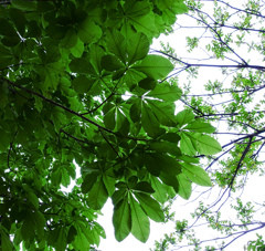 日曜散歩　ホオの木