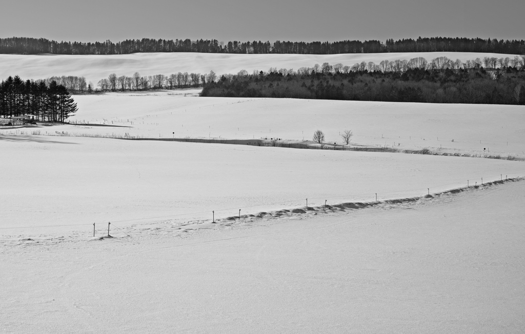 針葉樹、広葉樹